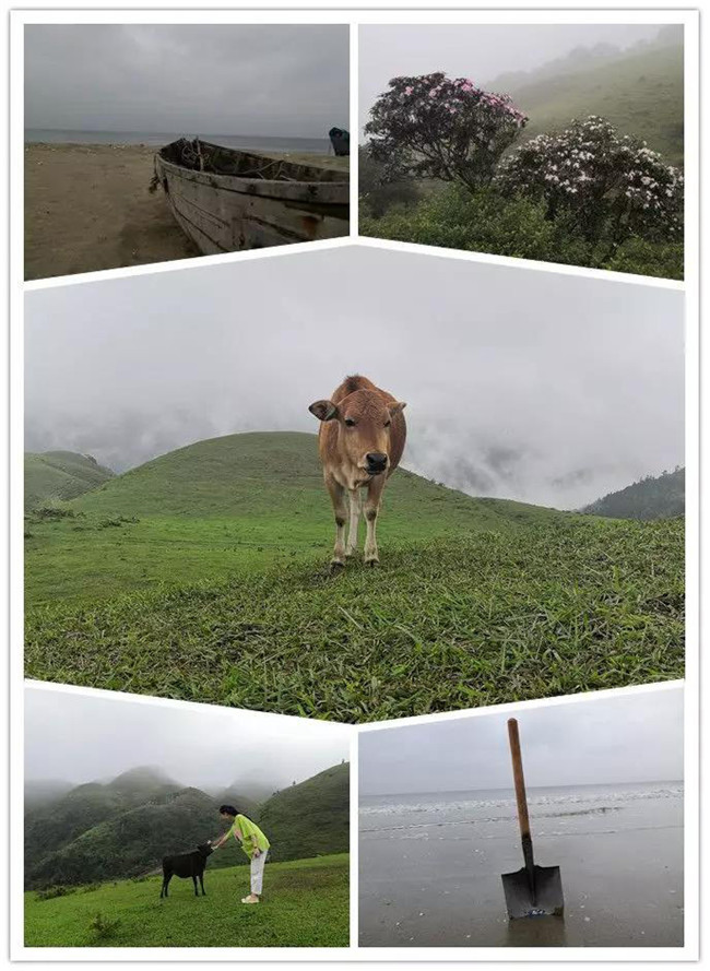 5月1日，陽西藍(lán)袍藍(lán)看海，陽春雞籠頂?shù)巧劫p高山杜鵑